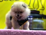 Muhteşem Güzellikte Pomeranian Boo