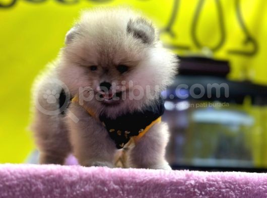 muhteşem güzellikte pomeranian boo
