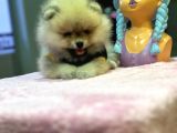 Muhteşem Güzellikte Pomeranian Boo