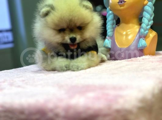 Muhteşem Güzellikte Pomeranian Boo görsel