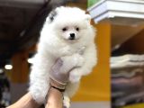 Muhteşem Güzellikte Pomeranian Boo
