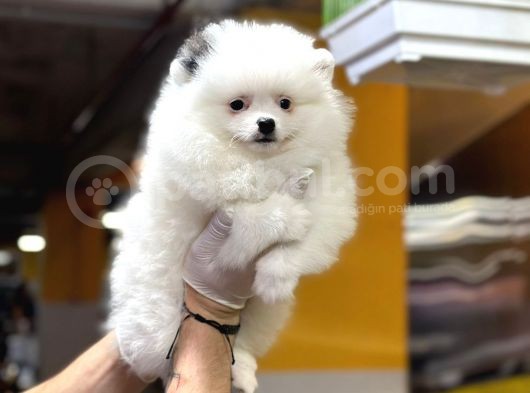 Muhteşem Güzellikte Pomeranian Boo görsel