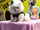 Muhteşem Güzellikte Pomeranian Boo