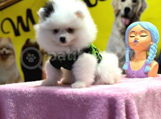 Muhteşem Güzellikte Pomeranian Boo görsel