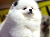 Muhteşem Güzellikte Pomeranian Boo