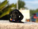Show Kalite Sosis Köpek Yavrular