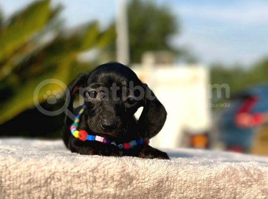 Show Kalite Sosis Köpek Yavrular görsel