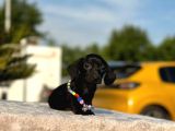 Show Kalite Sosis Köpek Yavrular