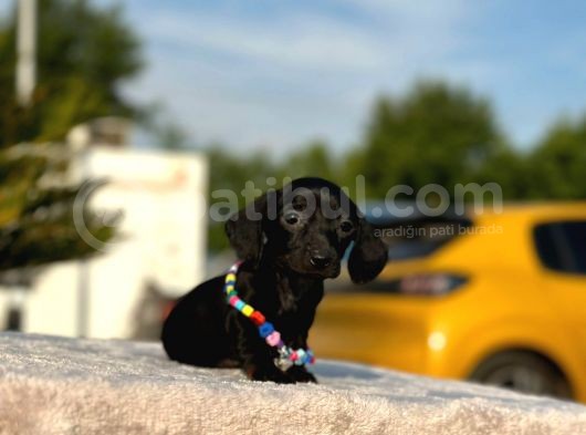 Show Kalite Sosis Köpek Yavrular görsel