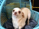 8 Aylık Aşılı ve Çipli dişi chihuahua