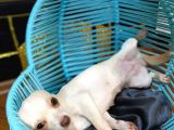 8 Aylık Aşılı Ve Çipli Dişi Chihuahua