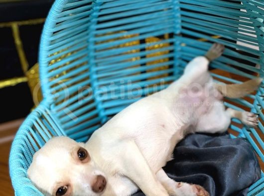8 Aylık Aşılı Ve Çipli Dişi Chihuahua görsel
