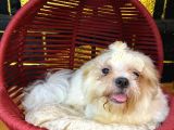 Eğitimli Aşılı Ve Çipli Gold White Shihtzu