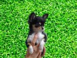 Yavru Yeti̇şki̇n Şi̇vava Chihuahua Mevcut
