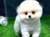 Pomeranian Boo Yavrular