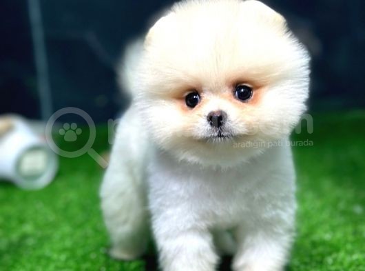 Pomeranian Boo Yavrular görsel