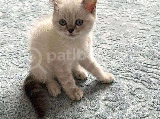 British Shorthair Blue Point görsel