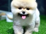 Pomeranian Boo Yavrular