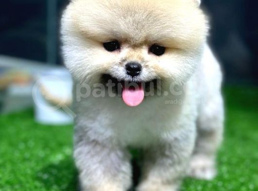 Pomeranian Boo Yavrular