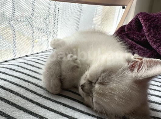 British Shorthair Blue Point görsel