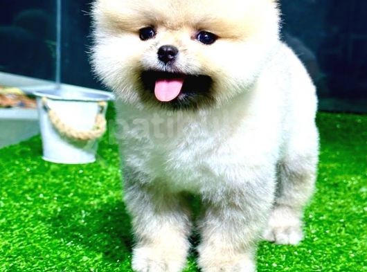 Pomeranian Boo Yavrular görsel