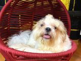 Eğitimli Aşılı ve Çipli Gold white shihtzu