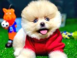 Pomeranian Boo