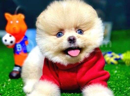 Pomeranian Boo görsel