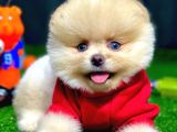 Pomeranian Boo