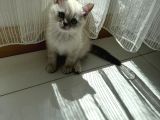 British Shorthair Blue Point