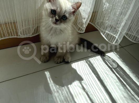 British Shorthair Blue Point görsel