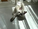 British Shorthair Blue Point