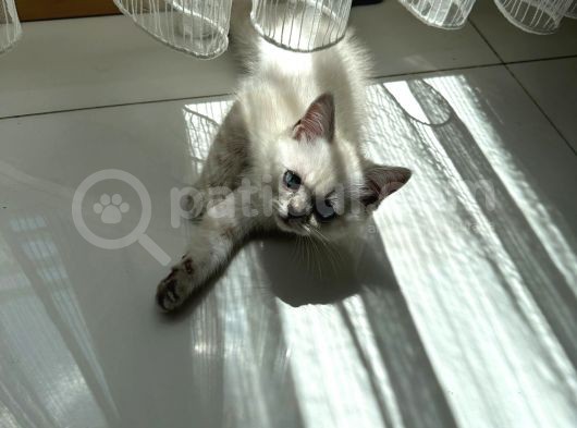 British Shorthair Blue Point görsel