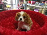 A KALİTE YAVRUMUZ  Cavalier King Charles