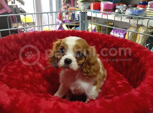 A Kali̇te Yavrumuz  Cavalier King Charles