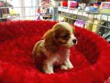 A Kali̇te Yavrumuz  Cavalier King Charles