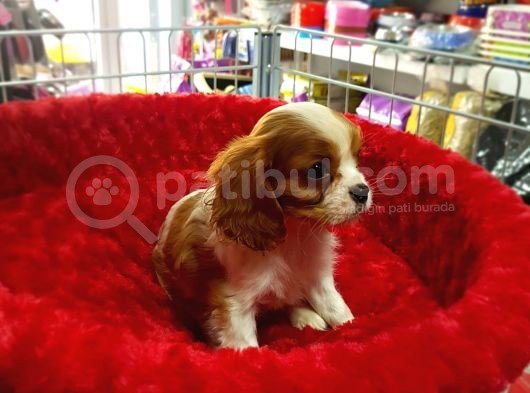 A Kali̇te Yavrumuz  Cavalier King Charles görsel