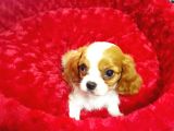 A Kali̇te Yavrumuz  Cavalier King Charles