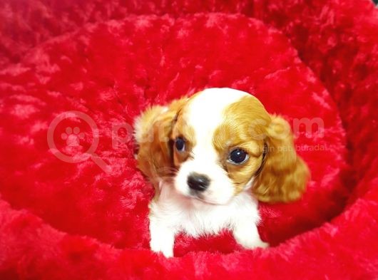 A Kali̇te Yavrumuz  Cavalier King Charles görsel