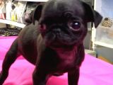 mükemmel kalite pug mops yavrularımız