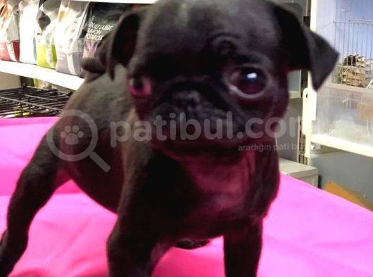 Mükemmel Kalite Pug Mops Yavrularımız