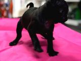 Mükemmel Kalite Pug Mops Yavrularımız