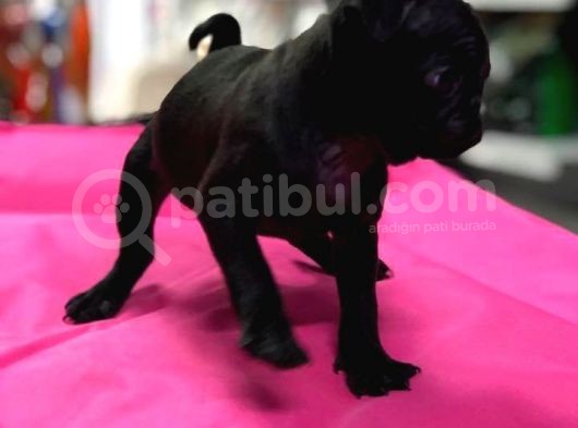 Mükemmel Kalite Pug Mops Yavrularımız görsel