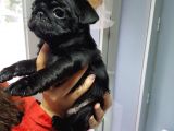 Mükemmel Kalite Pug Mops Yavrularımız
