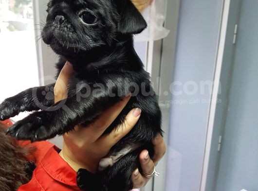 Mükemmel Kalite Pug Mops Yavrularımız görsel