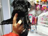 Mükemmel Kalite Pug Mops Yavrularımız