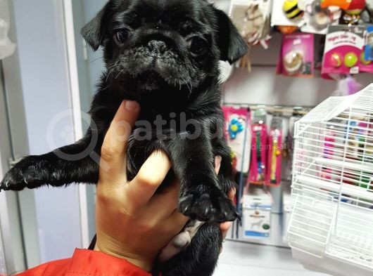 Mükemmel Kalite Pug Mops Yavrularımız görsel