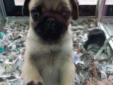 MÜKEMMEL KALİTE PUG MOPS YAVRULARIMIZ