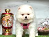 Ayi Surat Pomerani̇an Boo Yavrularimiz