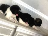 Amerikan Akita Yavrusu